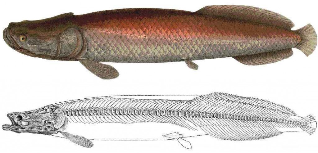 arapaima
