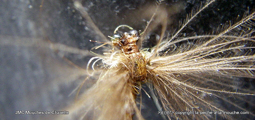 montage-march-brown-2015-002