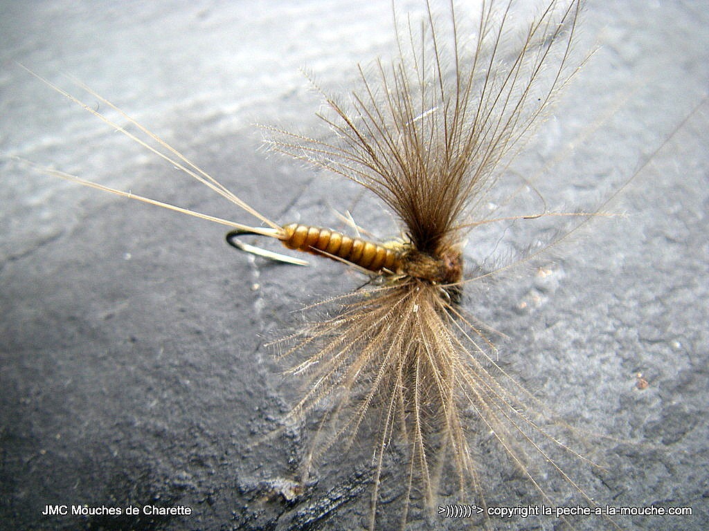 montage-march-brown-2015-003