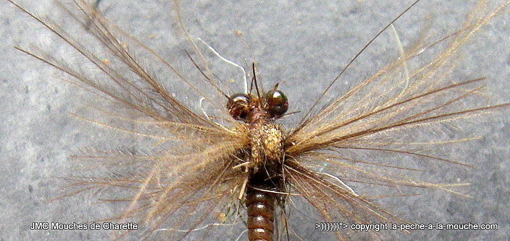 montage-march-brown-2015-007