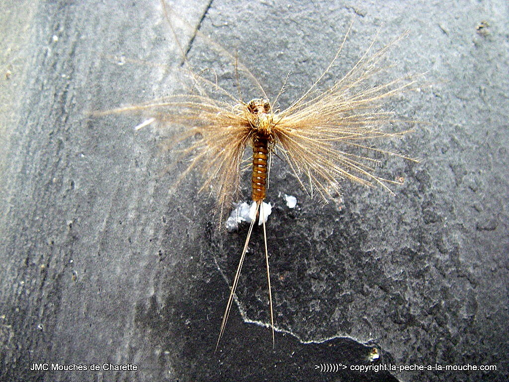 montage-march-brown-2015-1