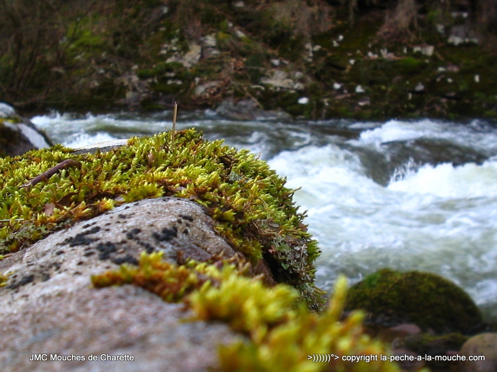 ouverture-de-la-peche-truite-003