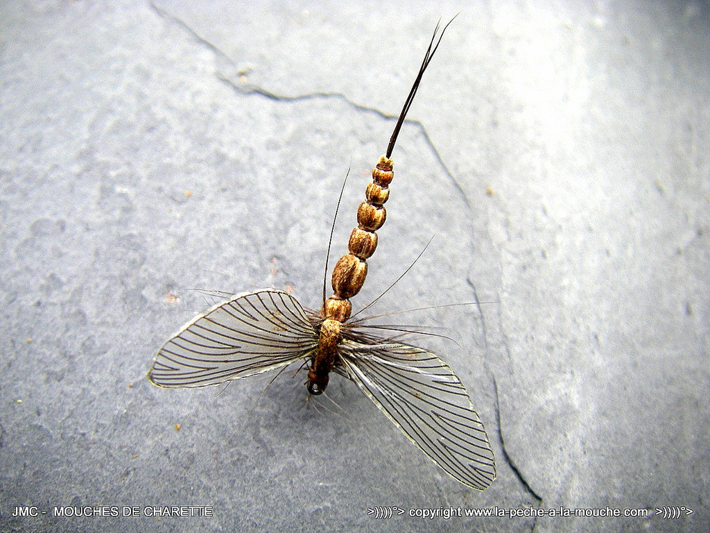 photo-montage-mouche-march-brown-corps-detache-002