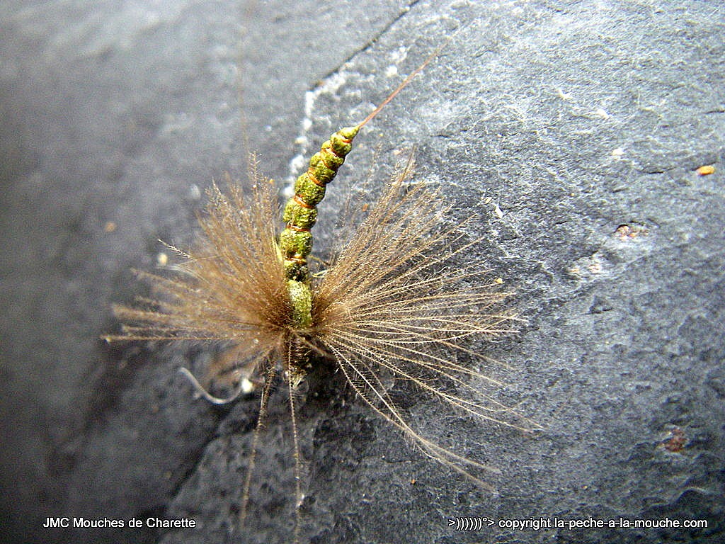 montage-ephemere-olive-corps-detache-1