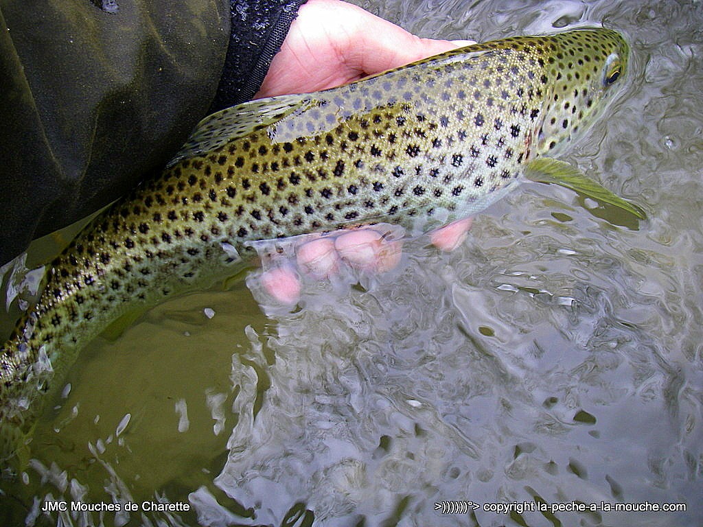 truite-fario-41cm-17avril2015-004