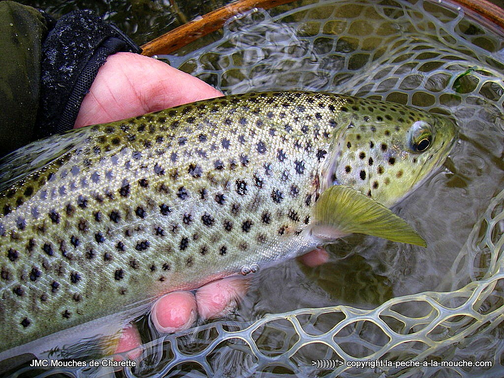 truite-fario-41cm-17avril2015-005