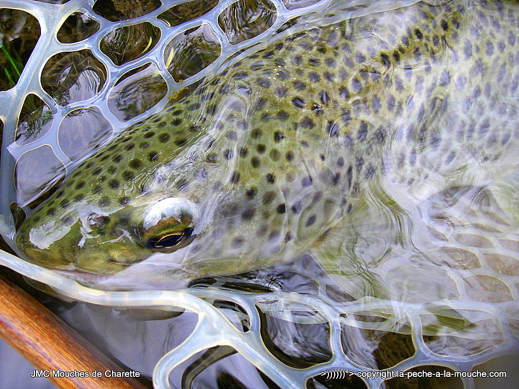 truite-fario-41cm-17avril2015-006