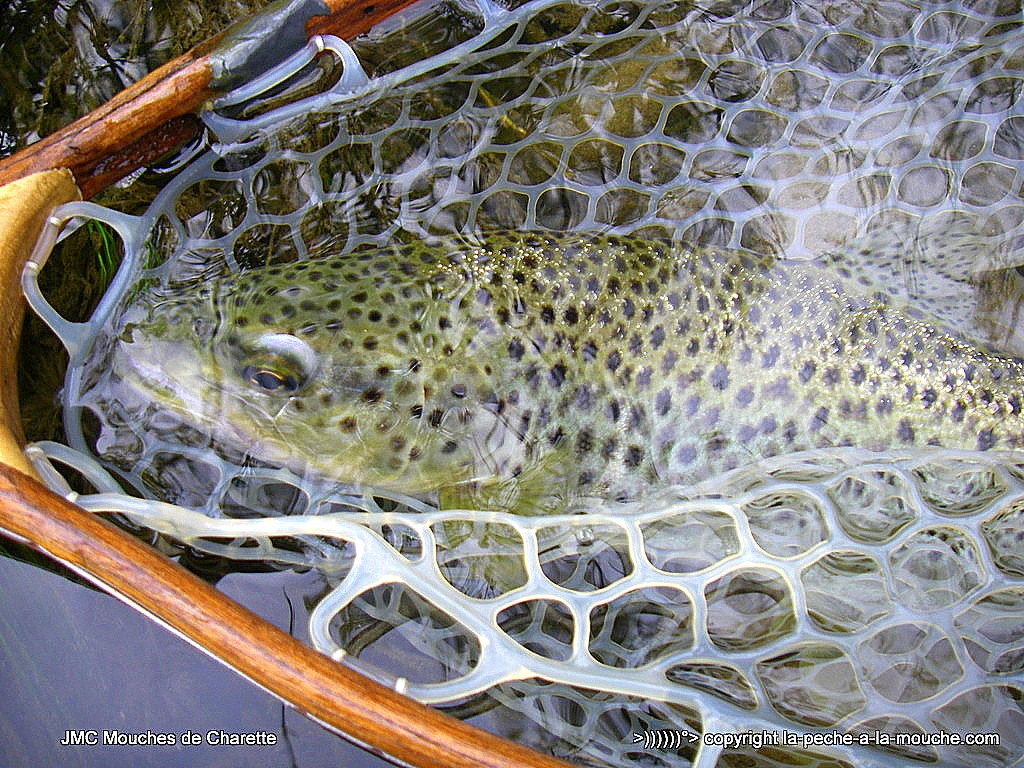 truite-fario-41cm-17avril2015-007