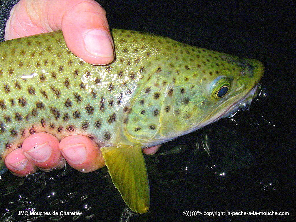 truite-fario-45cm-17avril2015-002