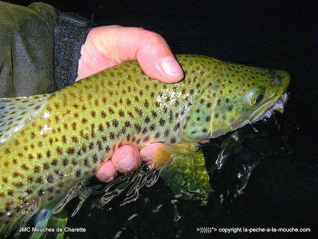 truite-fario-45cm-17avril2015-003