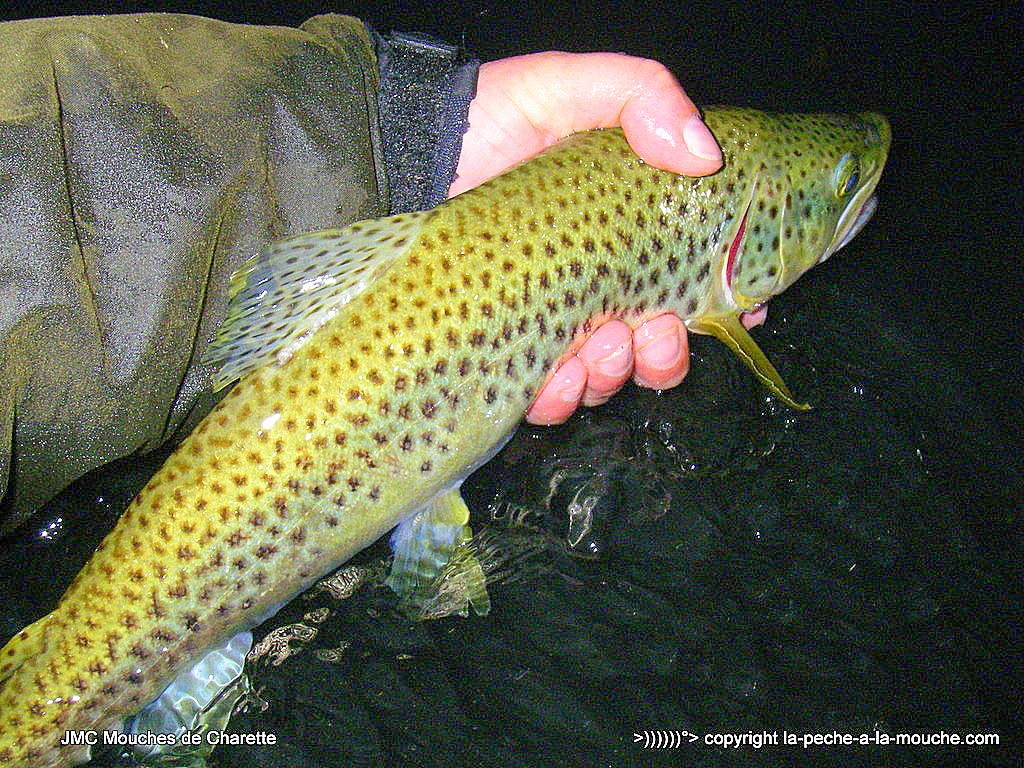 truite-fario-45cm-17avril2015-1