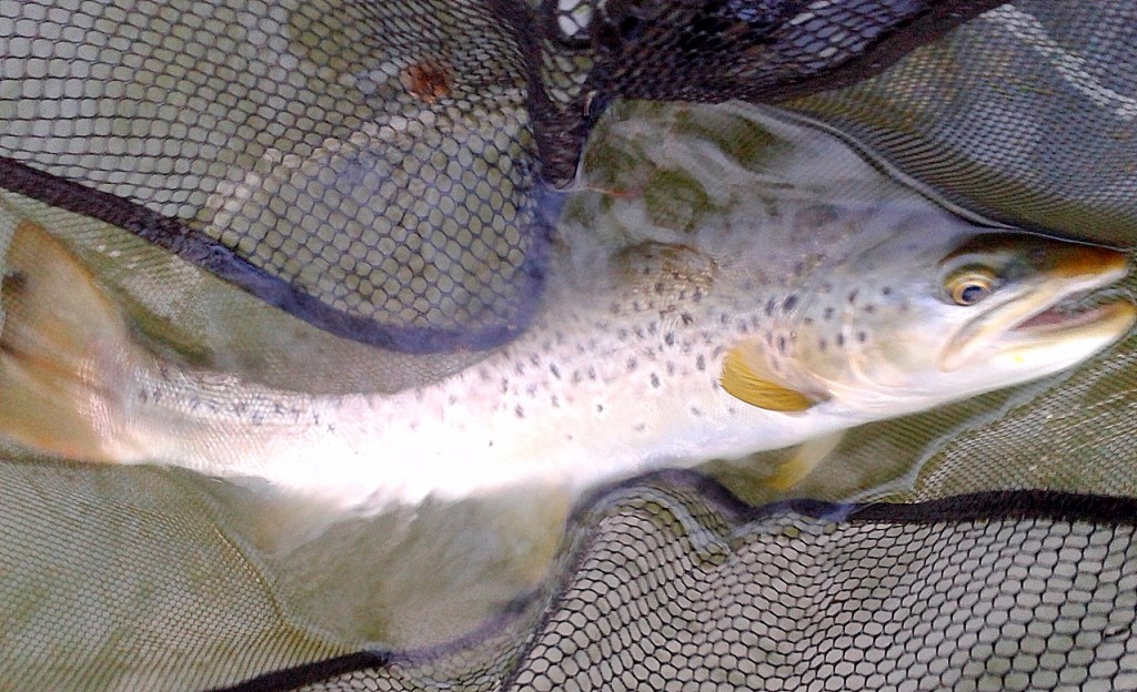 truite-guillaume-17avril2015