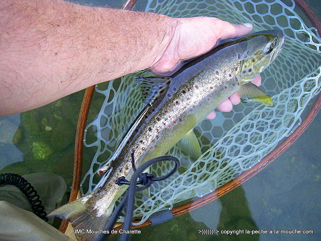 truite-fario-28juillet2015-41-002