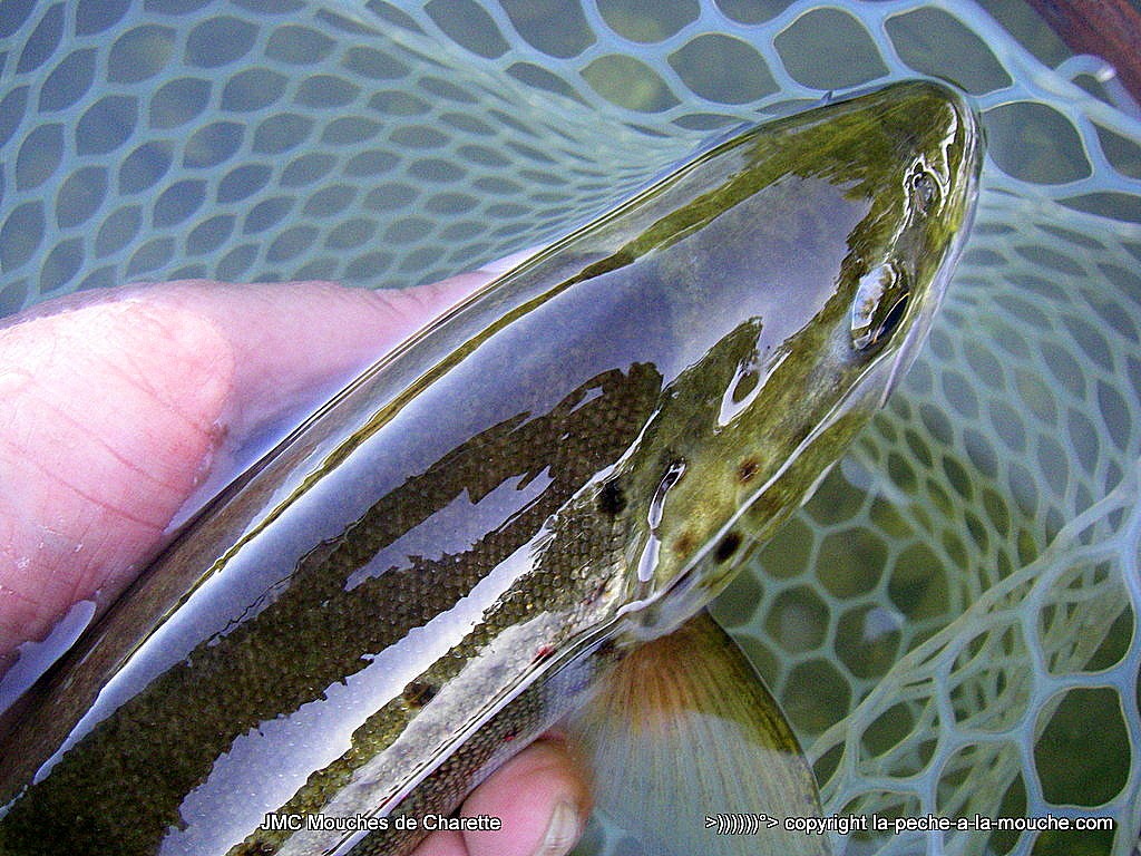 truite-fario-28juillet2015-41-003