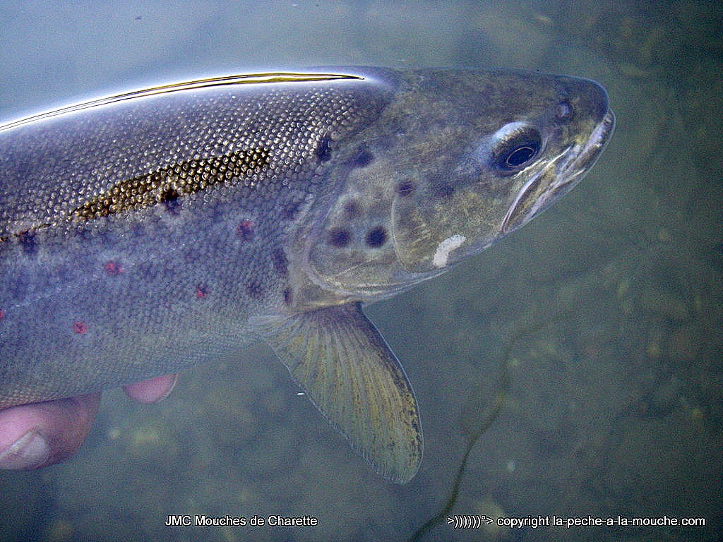 truite-fario-28juillet2015-41-1