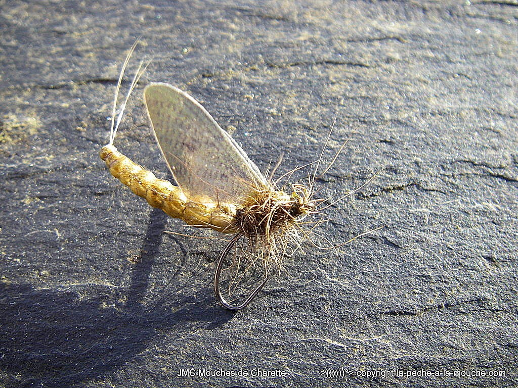 mouche-ephemere-corps-detache-ailes-hemingway-002