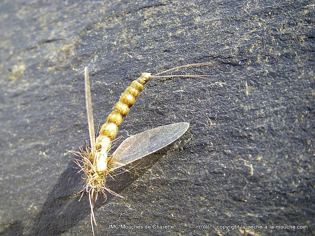 mouche-ephemere-corps-detache-ailes-hemingway-003