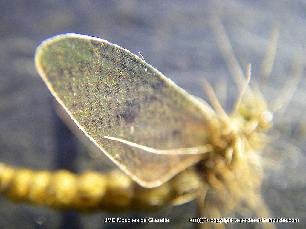 mouche-ephemere-corps-detache-ailes-hemingway-004