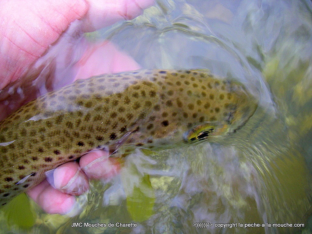 peche-a-la-mouche-truite-nivelle-19mars2016-002