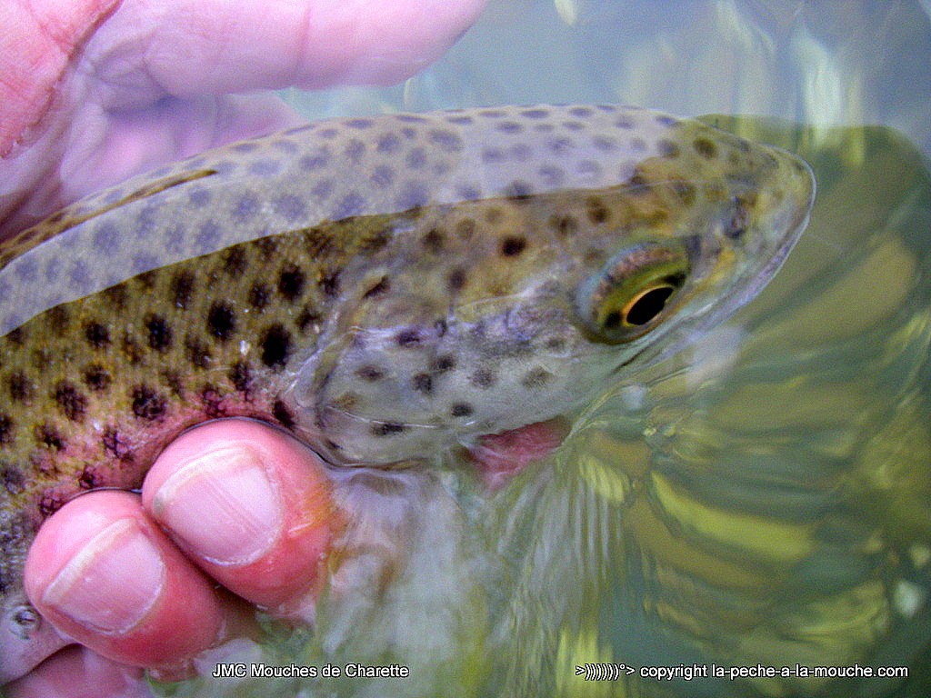 peche-a-la-mouche-truite-nivelle-19mars2016-004