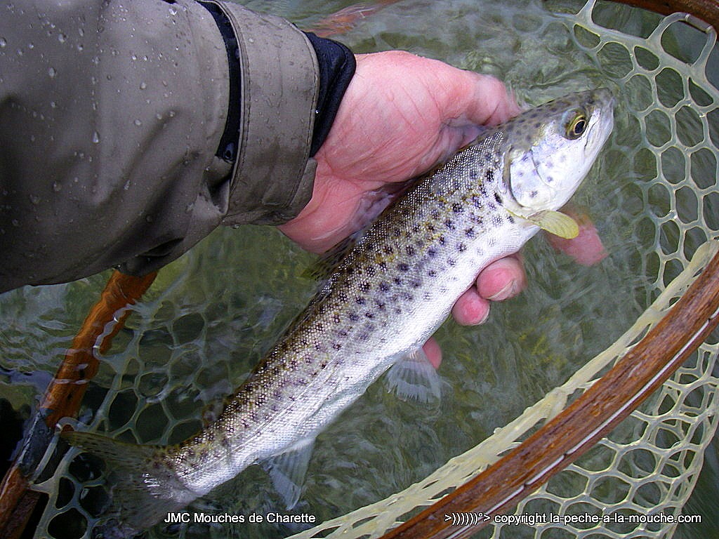 peche-a-la-mouche-truite-nivelle-19mars2016-005