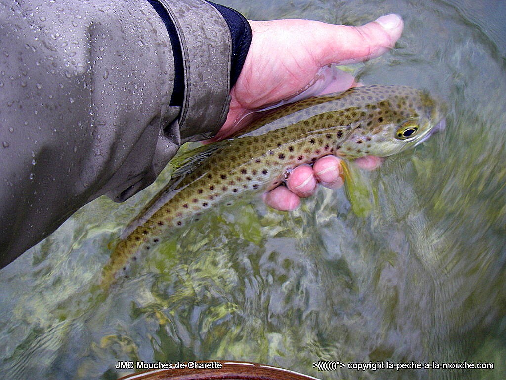 peche-a-la-mouche-truite-nivelle-19mars2016-1