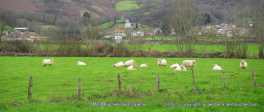 troupeau-mouton-saint-martin-arrossa