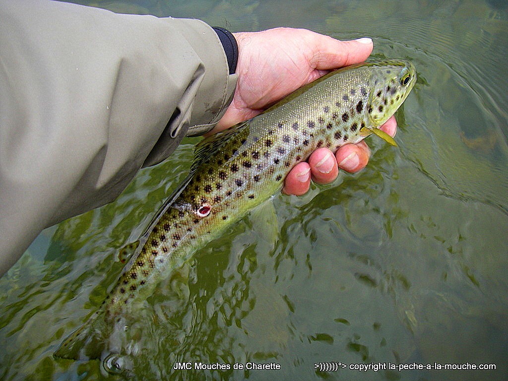 truite-fario-peche-a-la-mouche-25mars2016-003