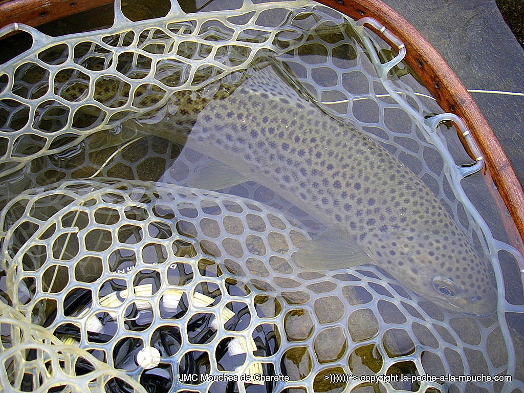 truite-fario-peche-a-la-mouche-25mars2016-1