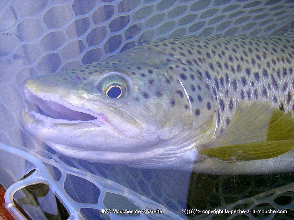 truite-fario-record-52cm-002