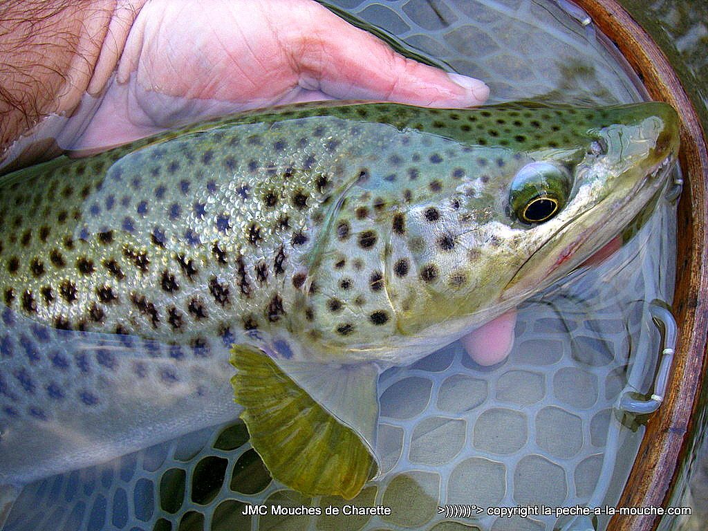 truite-fario-record-52cm-003