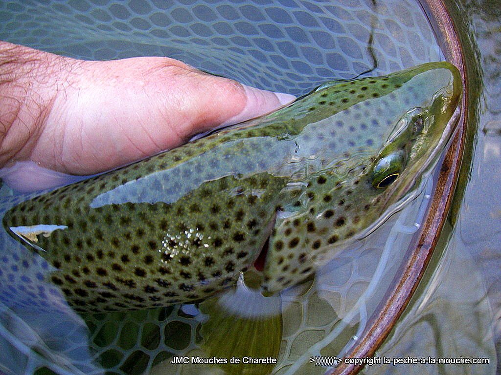 truite-fario-record-52cm-004