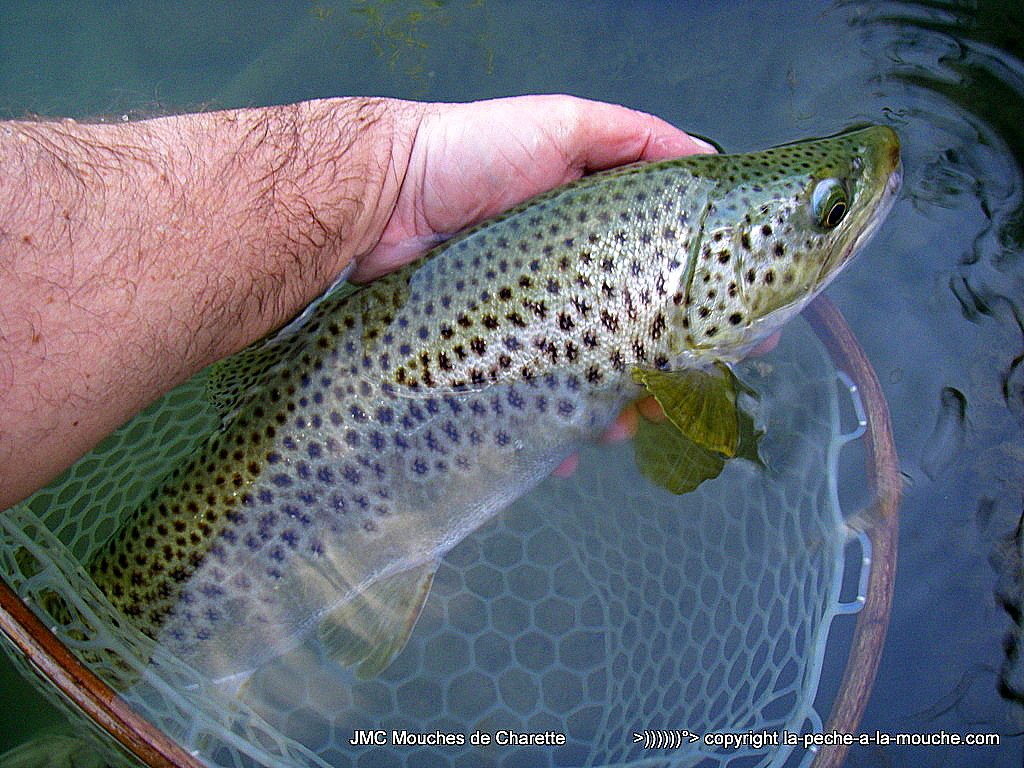 truite-fario-record-52cm-005