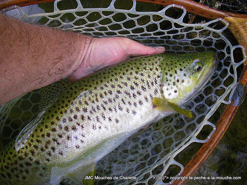Photo d'une grosse truite pêchée à la mouche en mai 2016 sur la Nive au Pays Basque Photo d'une grosse truite pêchée à la mouche en mai 2016 sur la Nive au Pays Basque