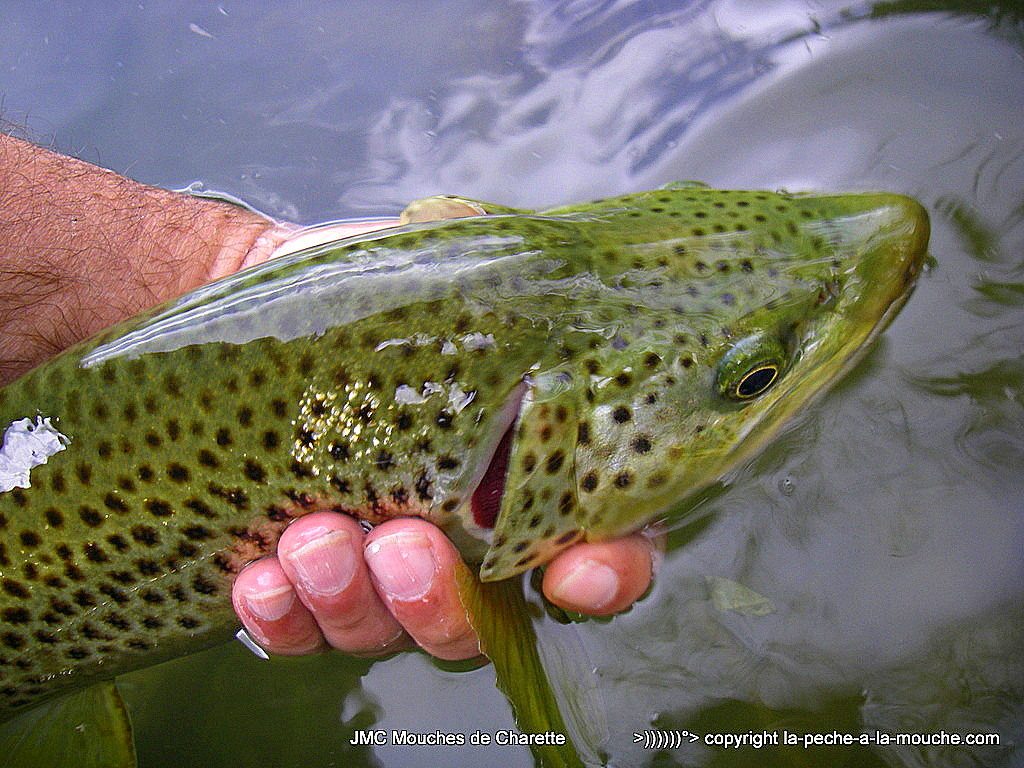 Photo d'une grosse truite pêchée à la mouche en mai 2016 sur la Nive au Pays Basque Photo d'une grosse truite p�ch�e � la mouche en aout 2016 sur la Nive au Pays Basque