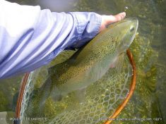 grosse truite arc-en-ciel pêche à la mouche nive juin 2014 grosse truite arc-en-ciel pêche à la mouche nive juin 2014