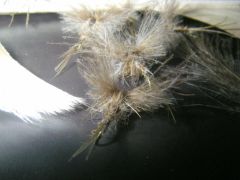 Montage de march brown pour l'ouverture : la mouche artzamendi