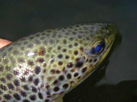 Truite fario 39 cm fin mai 2008 Grande Nive