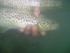 Truite fario peche a la mouche grande nive pays basque