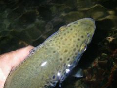 Truite fario 43 cm sur la Grande Nive 29 juin - Louhossoa