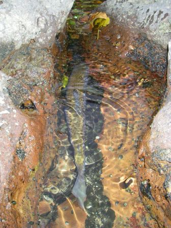 Belle truite Grande Nive Pays Basque