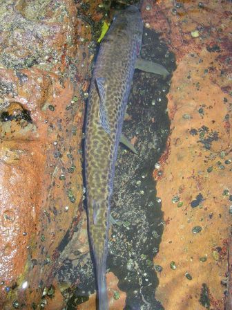 Truite grande Nive pays basque