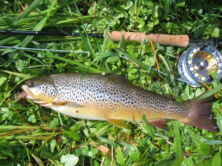 Un ebelle brownie de Low Park hill - Aberdeen