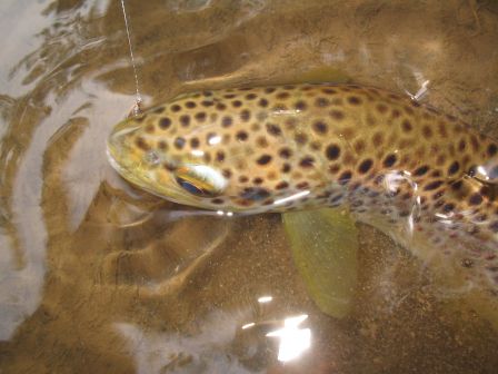 gros plan truite de la Nive peche a la mouche sous les orages mai 2007