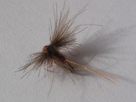 mouche de pĂȘche Ă la mouche spent rouge