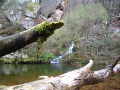 peche de surface