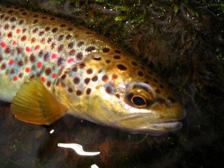 peche a la mouche d'une truite du Baztan au Pays Basque