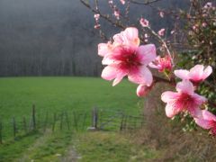 fleur peche a la mouche mars 2007 nive de baigorry pays basque