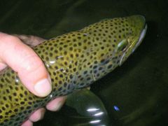 photo de truite fario 48 cm en peche a la mouche - pays basque 6mai2009, mai 2009 photo de truite fario 48 cm en peche a la mouche - pays basque 6mai2009