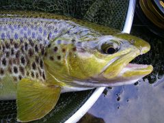 Photo de truite fario en peche a la mouche au Pays Basque